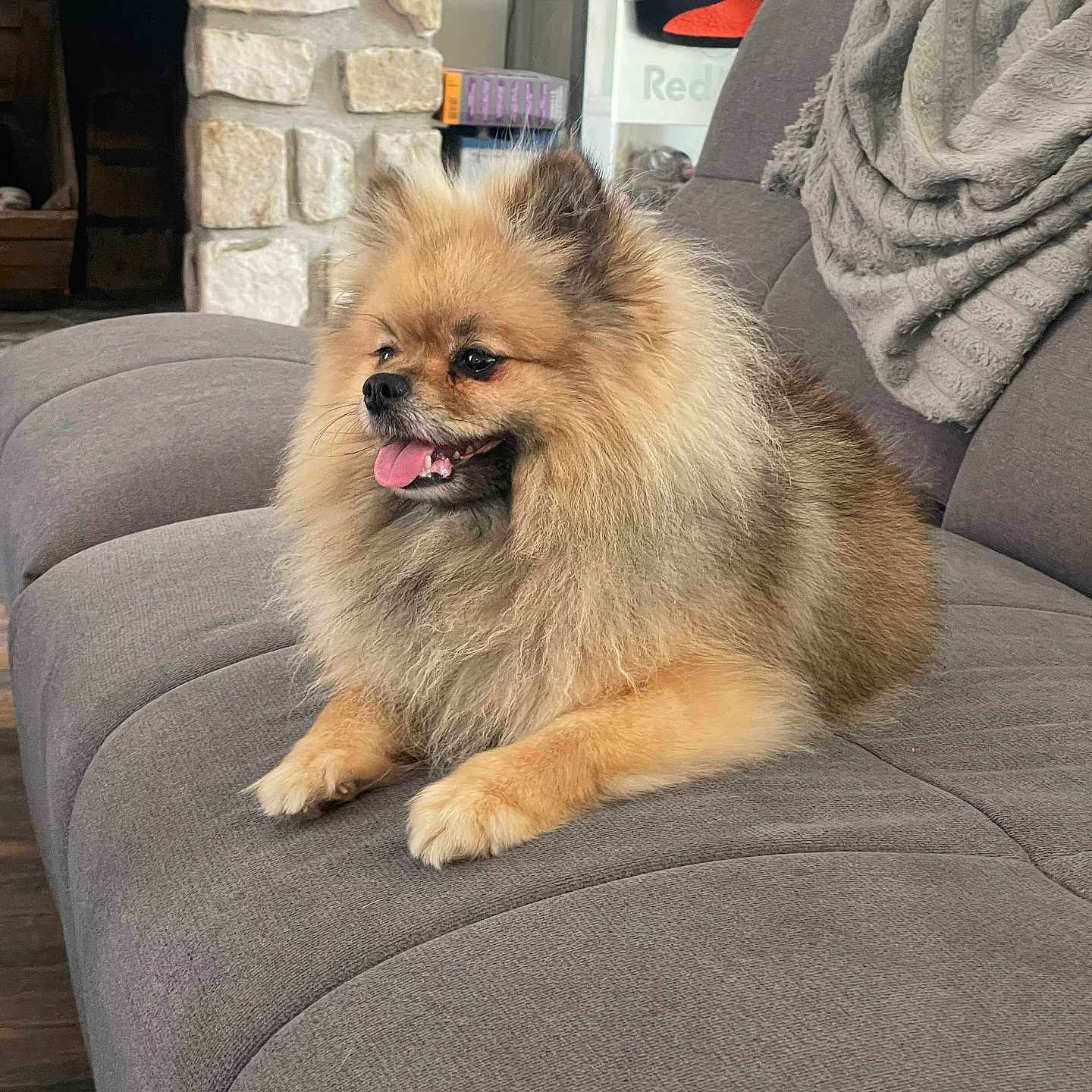 Rubis participe au concours pour gagner de l'argent avec cette photo : animal, architecture, blanket, building, canine, chow, cockerspaniel, couch, cushion, dog, dogbed, furniture, homedecor, indoors, interiordesign, livingroom, papillon, pet, puppy, room
