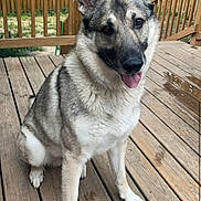 Cayde is registered to the contest to win money with this photo: animal, backyard, black, brown, canine, deck, dog, ears_up, fence, fur, german_shepherd, grass, happy, house, outdoor, pet, sitting, tongue_out, white, wooden_deck