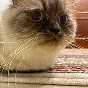 Cascabel joined the competition — help win amazing prizes! animal, background_blur, carpet, cat, close_up, cute, eyes, feline, fluffy, fur, home, indoor, lying_down, muzzle, nose, pattern, pet, relaxed, soft, whiskers