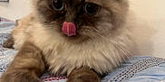 Cascabel is registered to the contest to win money with this photo: animal, bed, blue_quilt, cat, closeup, cute, domestic_cat, feline, fluffy, fur, home, indoor, licking, mammal, paws, pet, relaxed, soft, tongue_out, whiskers