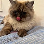 animal, bed, blue_quilt, cat, closeup, cute, domestic_cat, feline, fluffy, fur, home, indoor, licking, mammal, paws, pet, relaxed, soft, tongue_out, whiskers