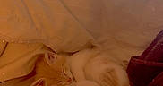 Ocean is registered to the contest to win money with this photo: animal, bed, bedroom, blanket, blinds, cat, cozy, cream_colored, curled_up, cute, dresser, fluffy, furniture, indoors, pet, relaxed, sleeping, sparkle_filter, warm_lighting, window