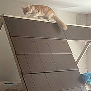 Ocean is registered to the contest to win money with this photo: cat, orange_cat, white_cat, pet, animal, feline, indoors, furniture, shelf, climbing, perched, standing, tail, bedroom, ceiling, lamp, home, playful, adventurous, portrait
