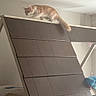 cat, orange_cat, white_cat, pet, animal, feline, indoors, furniture, shelf, climbing, perched, standing, tail, bedroom, ceiling, lamp, home, playful, adventurous, portrait