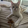 Ocean is registered to the contest to win money with this photo: cat, fluffy, cream_white, pet, animal, feline, portrait, bed, bedroom, indoors, lying_down, sitting, front_facing, large_eyes, ears, whiskers, paws, cat_toy, dresser, window