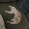 cat, kitten, orange_and_white, fluffy, sleeping, relaxed, lying_down, back, paws, pink_paw_pads, whiskers, pet, couch, sofa, cushion, blanket, indoor, home, portrait, cute