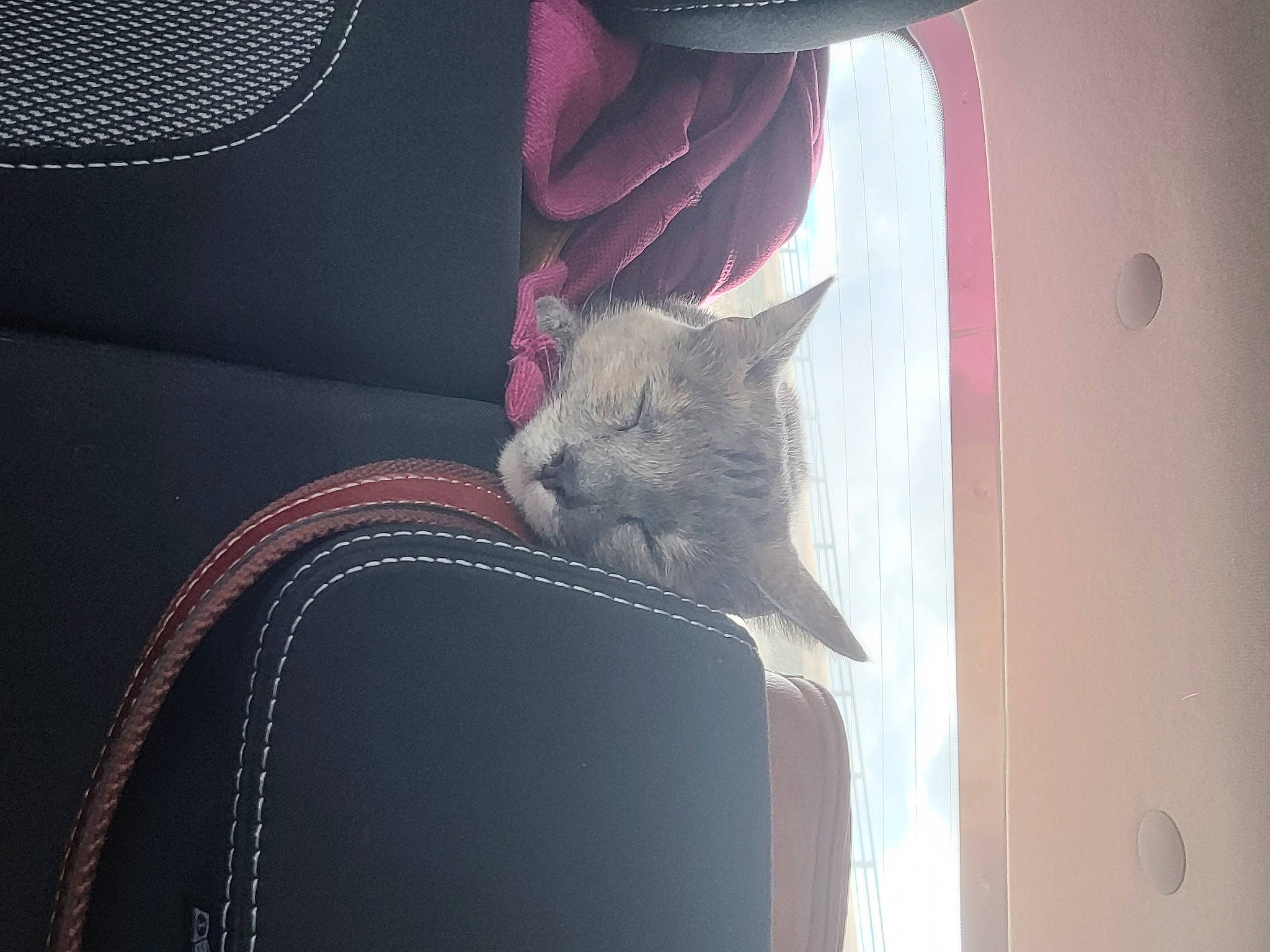 Lady a rejoint le concours — aidez-le/la à gagner de superbes lots ! automotive_lighting, automotive_tire, carmine, carnivore, cat, comfort, couch, felidae, fur, grey, human_leg, magenta, sleeve, small_to_medium_sized_cats, t_shirt, tail, thigh, tints_and_shades, vehicle_door, whiskers