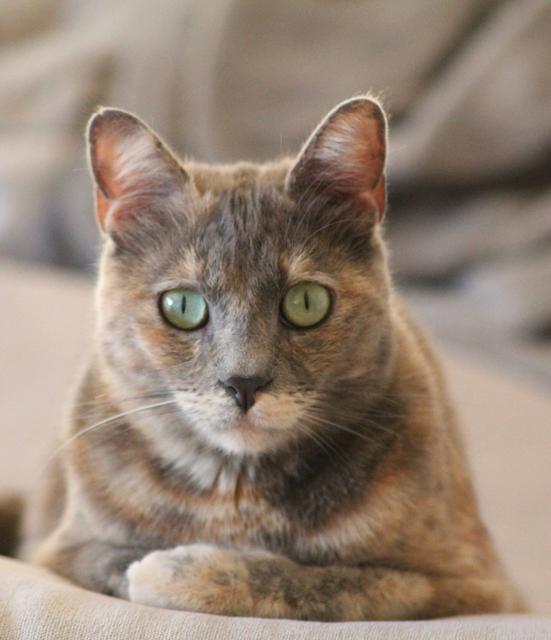 Lady a rejoint le concours — aidez-le/la à gagner de superbes lots ! carnivore, cat, domestic_short_haired_cat, fawn, felidae, fur, small_to_medium_sized_cats, snout, terrestrial_animal, whiskers, wildlife