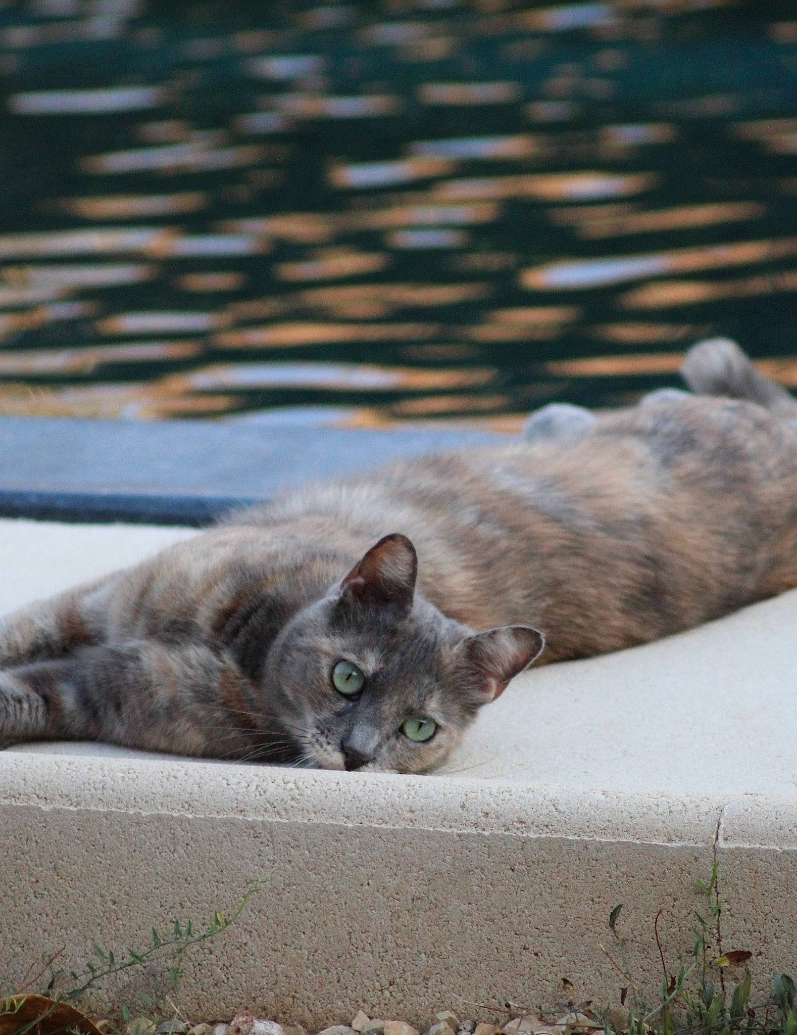 Lady participe au concours pour gagner de l'argent avec cette photo : carnivore, cat, domestic_short_haired_cat, fawn, felidae, fur, grass, grey, paw, plant, road_surface, russian_blue, small_to_medium_sized_cats, tail, terrestrial_animal, whiskers, wildlife, wood
