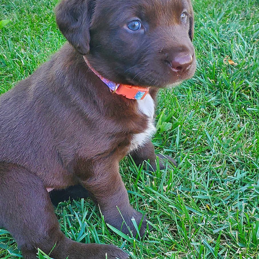 Mirabel is registered to the contest to win money with this photo: accessories, animal, boxer, bulldog, canine, cockerspaniel, dog, field, grass, grassland, hound, labradorretriever, lawn, nature, outdoors, park, pet, plant, puppy, yard