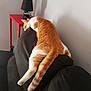 Jacqouille participe au concours pour gagner de l'argent avec cette photo : carnivoran, cat, cat_like_mammal, fur, mammal, paw, small_to_medium_sized_cats, snout, tail, whiskers