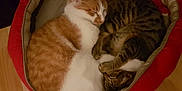 Jacqouille participe au concours pour gagner de l'argent avec cette photo : aegean_cat, carnivoran, cat, cat_bed, cat_like_mammal, domestic_short_haired_cat, dragon_li, european_shorthair, fur, kitten, small_to_medium_sized_cats, tabby_cat, whiskers