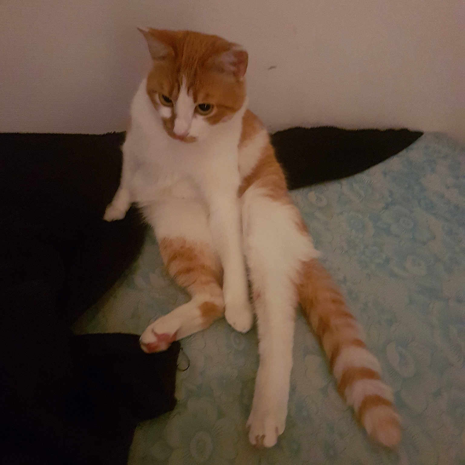 Jacqouille