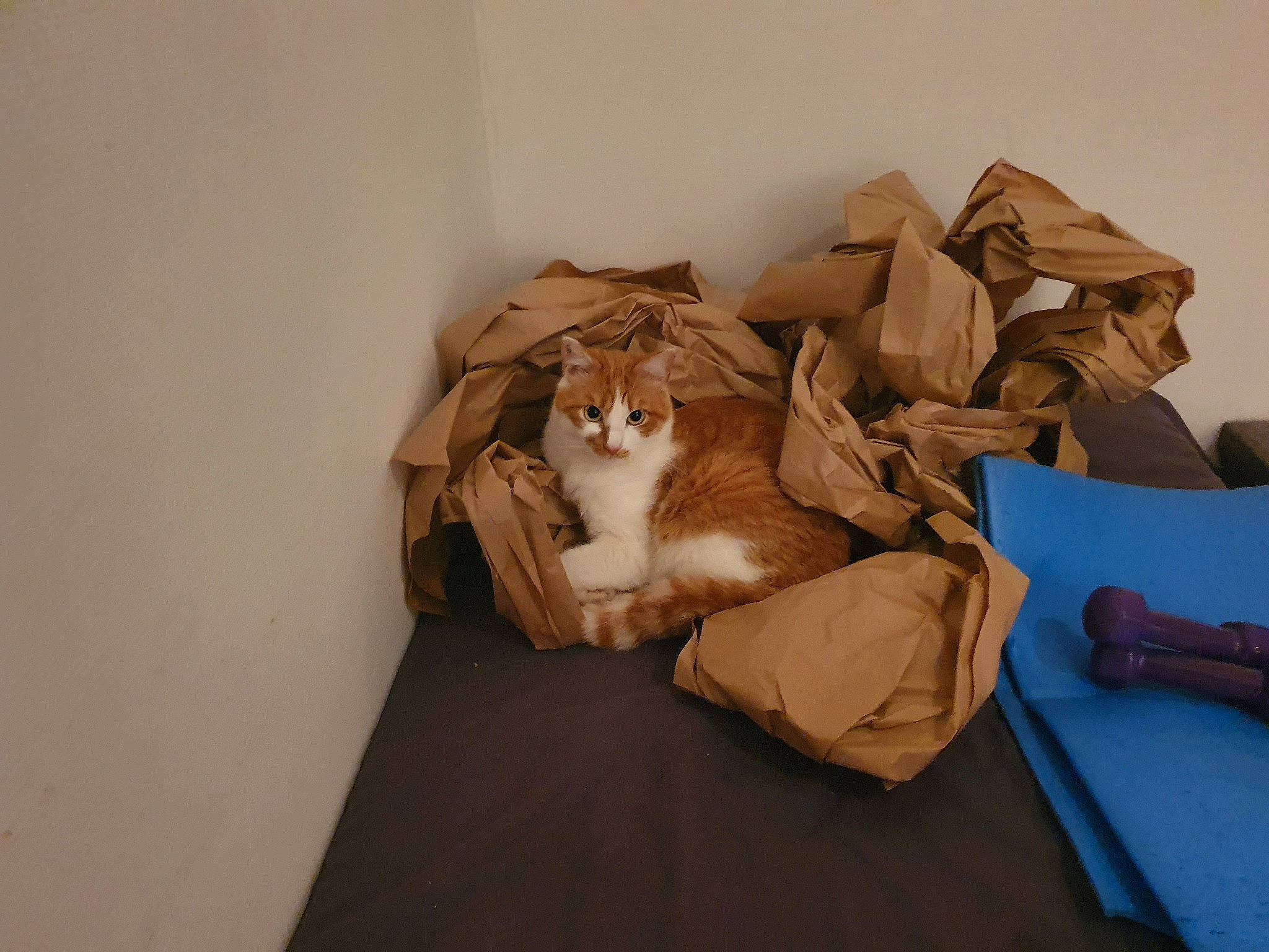 Jacqouille a rejoint le concours — aidez-le/la à gagner de superbes lots ! aegean_cat, carnivore, cat, european_shorthair, fawn, felidae, kitten, room, small_to_medium_sized_cats, somali, whiskers