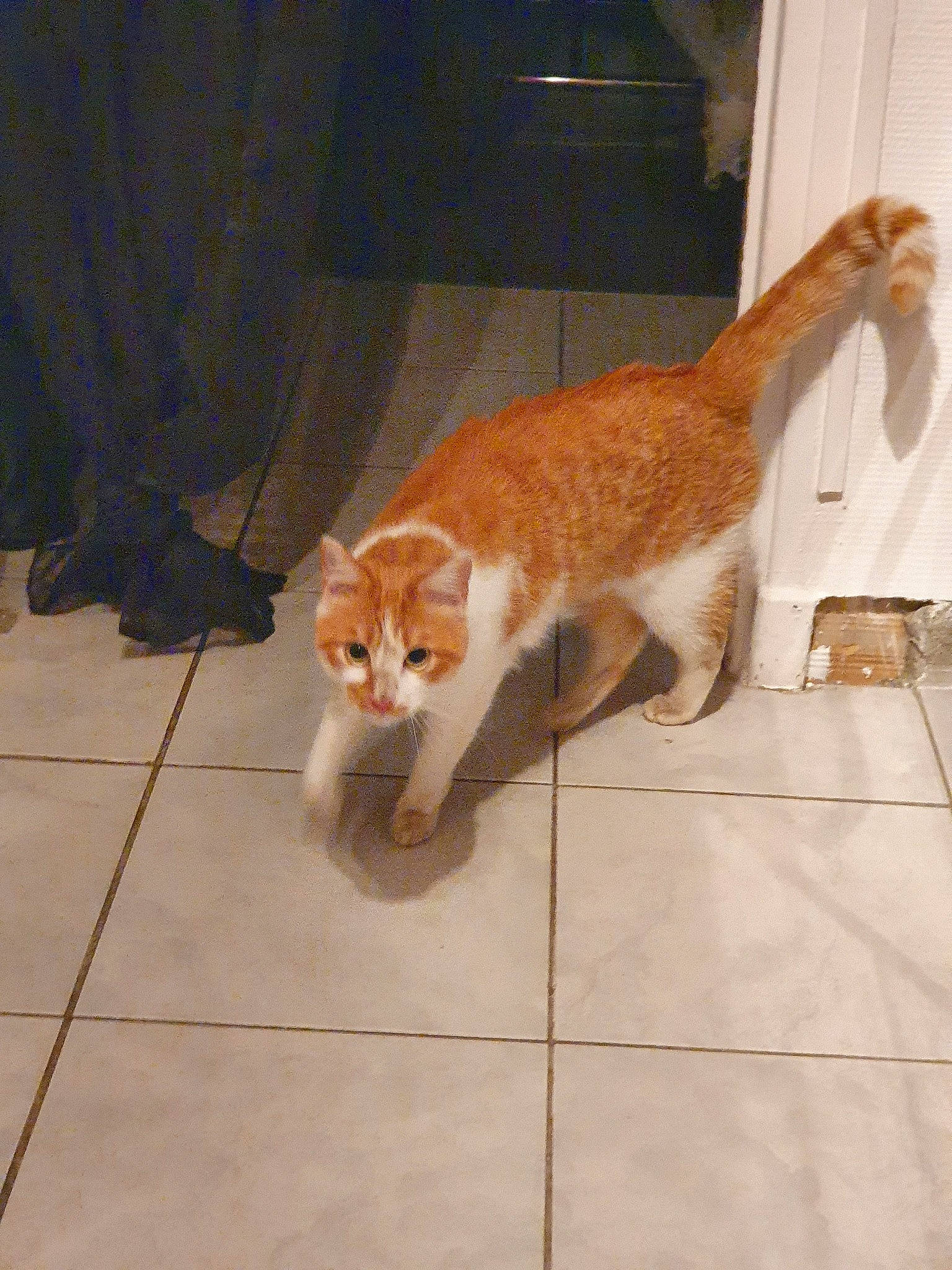 Jacqouille participe au concours pour gagner de l'argent avec cette photo : aegean_cat, american_wirehair, arabian_mau, carnivore, cat, claw, domestic_short_haired_cat, european_shorthair, fawn, felidae, floor, flooring, fur, german_rex, mammal, paw, polydactyl_cat, small_to_medium_sized_cats, tail, whiskers