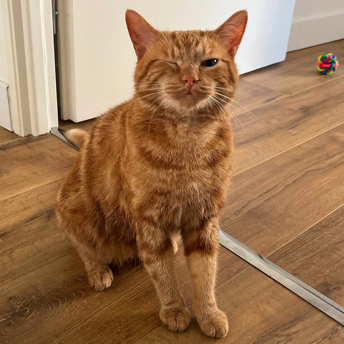 Simba a rejoint le concours — aidez-le/la à gagner de superbes lots ! abyssinian, accessories, animal, architecture, building, cat, furniture, hardwood, indoors, interiordesign, kitten, livingroom, manx, pet, plywood, room, stainedwood, strap, wood