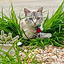 animal, blue_eyes, cactus, cat, close_up, collar, fur, garden, grass, greenery, leaves, nature, outdoor, pet, plant, pot, relaxed, rocks, tag, whiskers