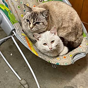 River is registered to the contest to win money with this photo: animal, baby_rocker, cat, cats, close_up, concrete_floor, cream_cat, cute, ears, eyes, fabric, feline, floor, fur, indoor, pets, polka_dots, resting, snuggling, white_cat