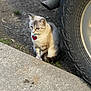 animal, cat, collar, concrete, curious, dirt, ears, fur, grass, leaf, nature, outdoor, pet, roadside, side_view, sitting, tag, tire, vehicle, whiskers