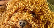 Ally a rejoint le concours — aidez-le/la à gagner de superbes lots ! adorable, animal, brown, calm, canine, close_up, curly_fur, cute, dog, face, fluffy, fur, hand, indoor, muzzle, nose, pet, portrait, resting, texture