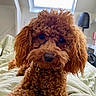 Ally a rejoint le concours — aidez-le/la à gagner de superbes lots ! animal, bed, blanket, canine, closeup, companion, cozy, curly_fur, cute, dog, domestic, fur, indoor, looking_at_camera, pet, poodle, portrait, reddish_brown, relaxed, skylight