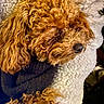 Ally participe au concours pour gagner de l'argent avec cette photo : animal, blanket, brown, close_up, companion, cozy, curly_hair, cute, dog, fur, fur_texture, indoor, paw, pet, relaxation, resting, sleeping, snout, soft, warm