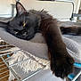Walter participe au concours pour gagner de l'argent avec cette photo : animal, black_cat, blanket, cat, close_up, cozy, drying_rack, fur, gray, home, indoor, metal, paw, pet, relaxing, resting, sleepy, stretching, whiskers, yellow_eyes