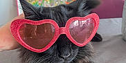Walter participe au concours pour gagner de l'argent avec cette photo : accessory, animal, artwork, black_cat, cat, closeup, cute, feline, fluffy_fur, framed_picture, glitter, gray_surface, hand, heart_shaped_sunglasses, indoor, pet, pink_sunglasses, relaxed, table, whiskers