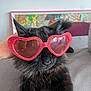 accessory, animal, artwork, black_cat, cat, closeup, cute, feline, fluffy_fur, framed_picture, glitter, gray_surface, hand, heart_shaped_sunglasses, indoor, pet, pink_sunglasses, relaxed, table, whiskers