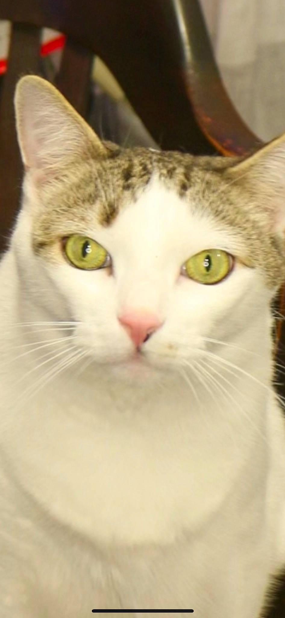 Brick is registered to the contest to win money with this photo: carnivore, cat, comfort, curious, domestic_short_haired_cat, ear, eye, felidae, fur, head, iris, pet_supply, small_to_medium_sized_cats, snout, whiskers, window