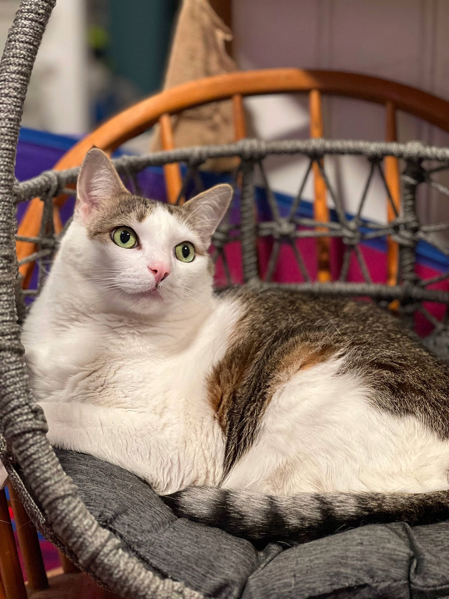 Brick is registered to the contest to win money with this photo: box, carnivore, cat, cat_furniture, cat_supply, collar, comfort, domestic_short_haired_cat, fawn, felidae, fur, paw, pet_supply, photo_caption, sitting, small_to_medium_sized_cats, snout, tail, whiskers, wood