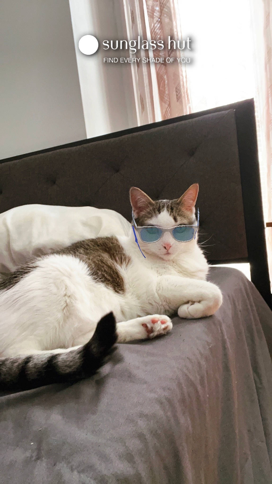 Brick joined the competition — help win amazing prizes! art, bedding, carnivore, cat, comfort, domestic_short_haired_cat, fawn, felidae, fur, linens, paw, room, sitting, small_to_medium_sized_cats, snout, tail, terrestrial_animal, whiskers, wood