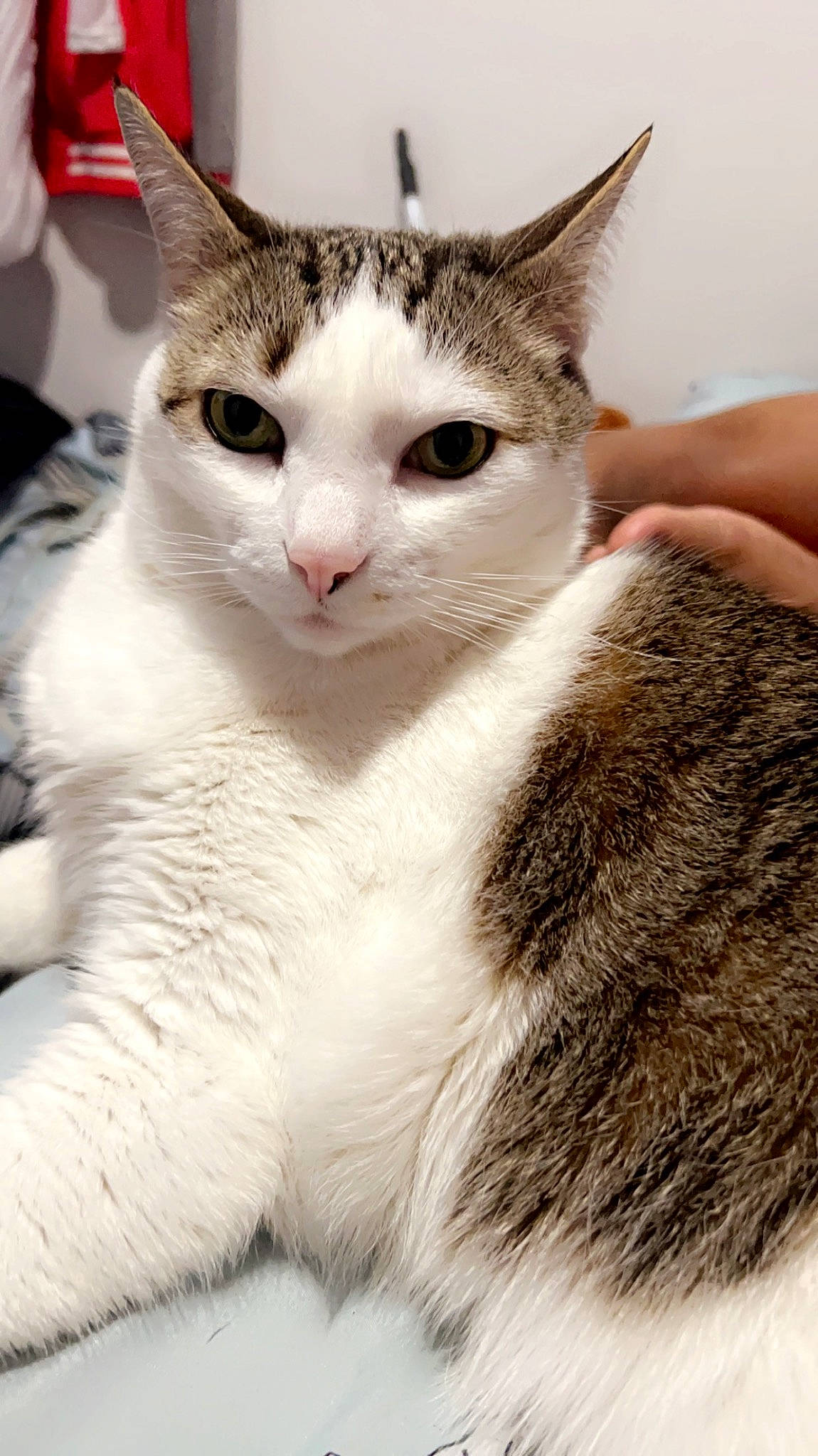 Brick is registered to the contest to win money with this photo: carnivore, cat, domestic_short_haired_cat, ear, eyelash, fawn, felidae, fur, paw, small_to_medium_sized_cats, snout, whiskers