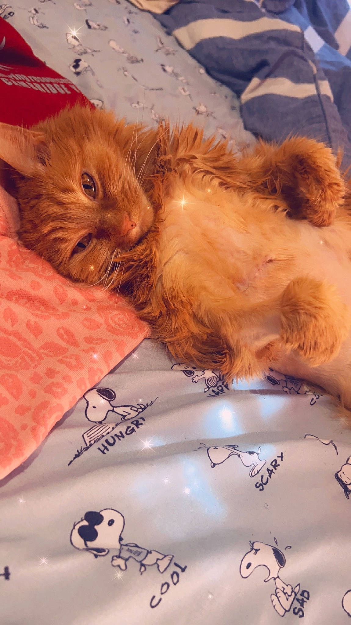 Sirpoya is registered to the contest to win money with this photo: carnivore, cat, claw, comfort, domestic_short_haired_cat, fawn, felidae, fur, nap, paw, peach, sleep, small_to_medium_sized_cats, tail, whiskers