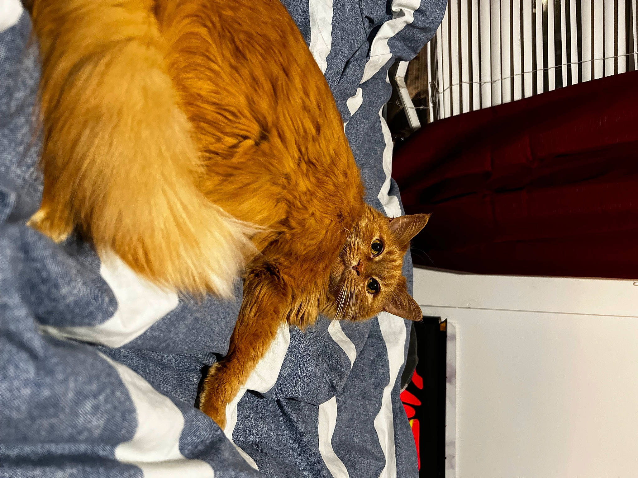 Sirpoya joined the competition — help win amazing prizes! canidae, carnivore, cat, claw, companion_dog, dog_breed, domestic_short_haired_cat, fawn, felidae, fur, human_leg, paw, small_to_medium_sized_cats, sporting_group, tail, terrestrial_animal, whiskers, wildlife, wood