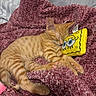 Duchess joined the competition — help win amazing prizes! cat, kitten, orange_tabby, sleeping, nap, pet, animal, fur, striped_fur, closed_eyes, whiskers, pink_nose, paws, claws, blanket, plush_blanket, pillow, spongebob, bed, cozy