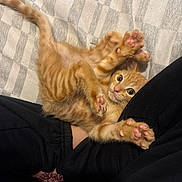 Duchess is registered to the contest to win money with this photo: cat, kitten, orange_cat, tabby, fluffy, furry, pet, animal, lying_down, upside_down, paws, pink_paw_pads, toe_beans, wide_eyes, cute, playful, indoor, couch, lap, portrait