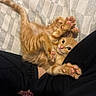 cat, kitten, orange_cat, tabby, fluffy, furry, pet, animal, lying_down, upside_down, paws, pink_paw_pads, toe_beans, wide_eyes, cute, playful, indoor, couch, lap, portrait