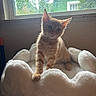 Duchess joined the competition — help win amazing prizes! kitten, cat, orange_cat, pet, animal, sitting, fluffy_bed, white_bedding, window, indoors, backlit, whiskers, ears, blue_eyes, paws, cute, portrait, home, sunlight, cozy