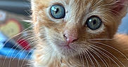 Duchess joined the competition — help win amazing prizes! cat, kitten, ginger_cat, orange_fur, blue_eyes, fluffy, whiskers, pink_nose, close_up, portrait, animal, pet, cute, adorable, wide_eyed, feline, fur, indoors, blurred_background, photography