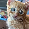 cat, kitten, ginger_cat, orange_fur, blue_eyes, fluffy, whiskers, pink_nose, close_up, portrait, animal, pet, cute, adorable, wide_eyed, feline, fur, indoors, blurred_background, photography