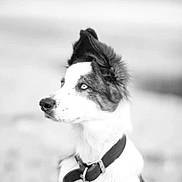 Snow a rejoint le concours — aidez-le/la à gagner de superbes lots ! alert, animal, background_blur, black_and_white, canine, close_up, collar, dog, ears, focused, fur, looking_away, monochrome, nose, outdoor, pet, portrait, side_view, whiskers, young_dog