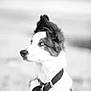 alert, animal, background_blur, black_and_white, canine, close_up, collar, dog, ears, focused, fur, looking_away, monochrome, nose, outdoor, pet, portrait, side_view, whiskers, young_dog