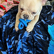 Leo Ace is registered to the contest to win money with this photo: animal, blanket, bodypart, bulldog, canine, couch, dog, face, finger, frenchbulldog, furniture, hand, head, person, pet, photography, pitbull, portrait, puppy, quilt