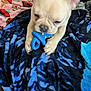 animal, blanket, bodypart, bulldog, canine, couch, dog, face, finger, frenchbulldog, furniture, hand, head, person, pet, photography, pitbull, portrait, puppy, quilt