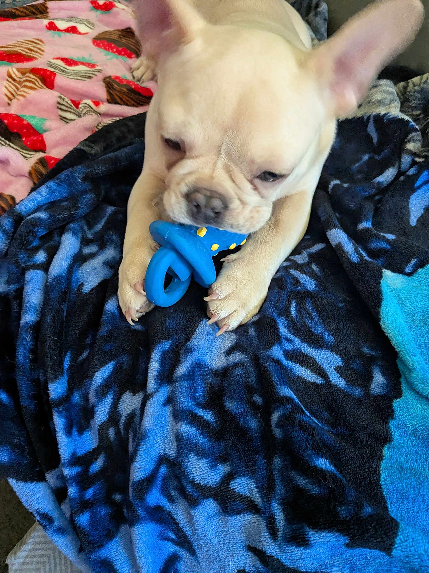 Leo Ace is registered to the contest to win money with this photo: animal, blanket, bodypart, bulldog, canine, couch, dog, face, finger, frenchbulldog, furniture, hand, head, person, pet, photography, pitbull, portrait, puppy, quilt