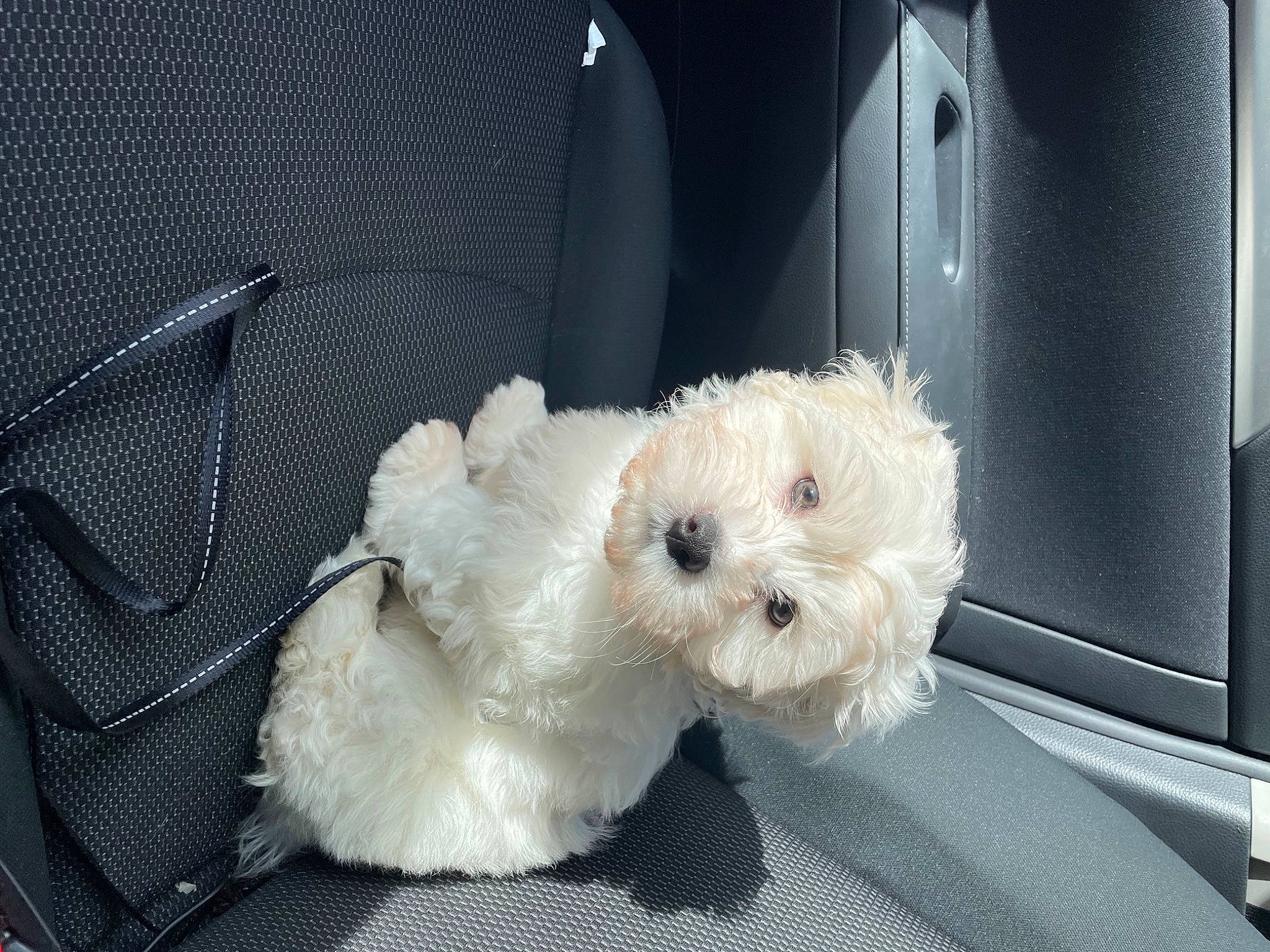 Colby joined the competition — help win amazing prizes! automotive_exterior, bow_tie, canidae, car_seat_cover, carnivore, companion_dog, dog, dog_breed, dog_clothes, fur, small_terrier, snout, sporting_group, stuffed_toy, sunglasses, teddy_bear, terrier, toy, toy_dog, vehicle_door