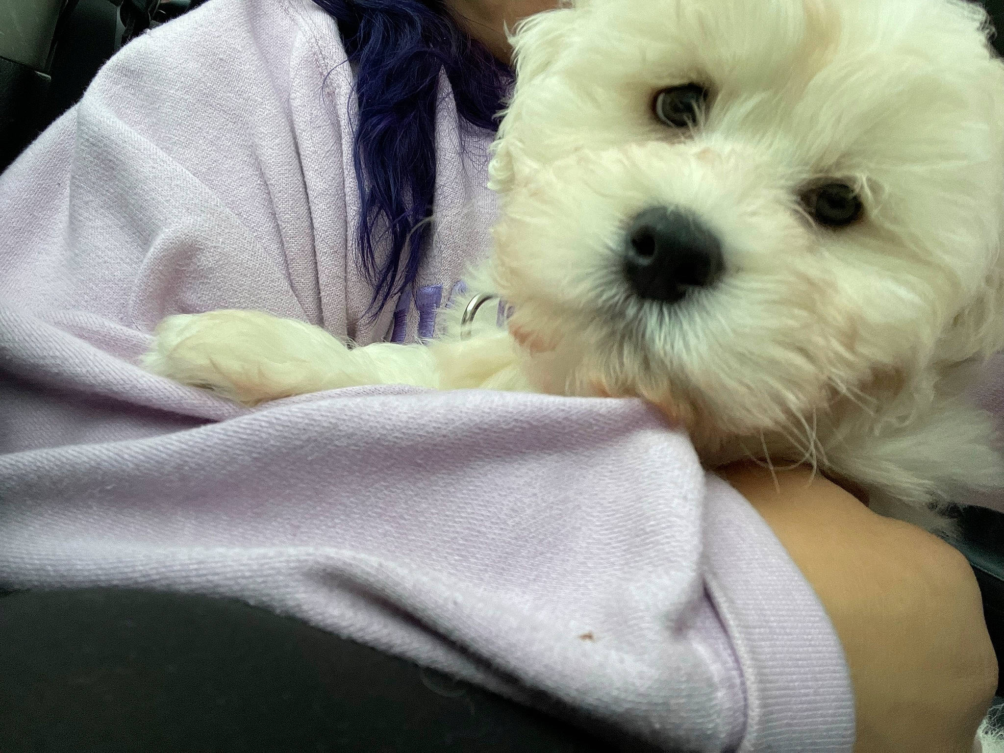 Colby joined the competition — help win amazing prizes! canidae, carnivore, comfort, companion_dog, dog, dog_breed, mal_shi, maltepoo, non_sporting_group, plant, poodle_crossbreed, puppy_love, shih_poo, small_terrier, snout, sporting_group, terrier, toy_dog, working_animal