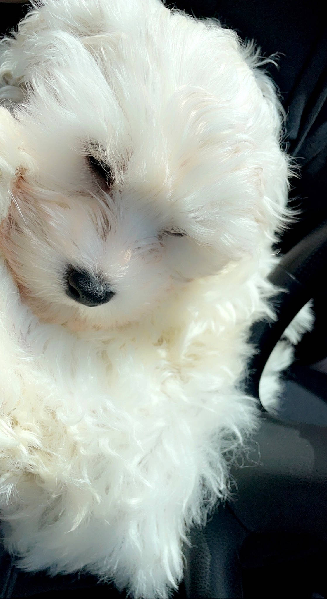 Colby joined the competition — help win amazing prizes! canidae, carnivore, companion_dog, dog, dog_breed, eye, fur, maltepoo, non_sporting_group, plant, puppy, small_terrier, snout, sporting_group, terrestrial_animal, terrier, toy, toy_dog, whiskers, working_animal