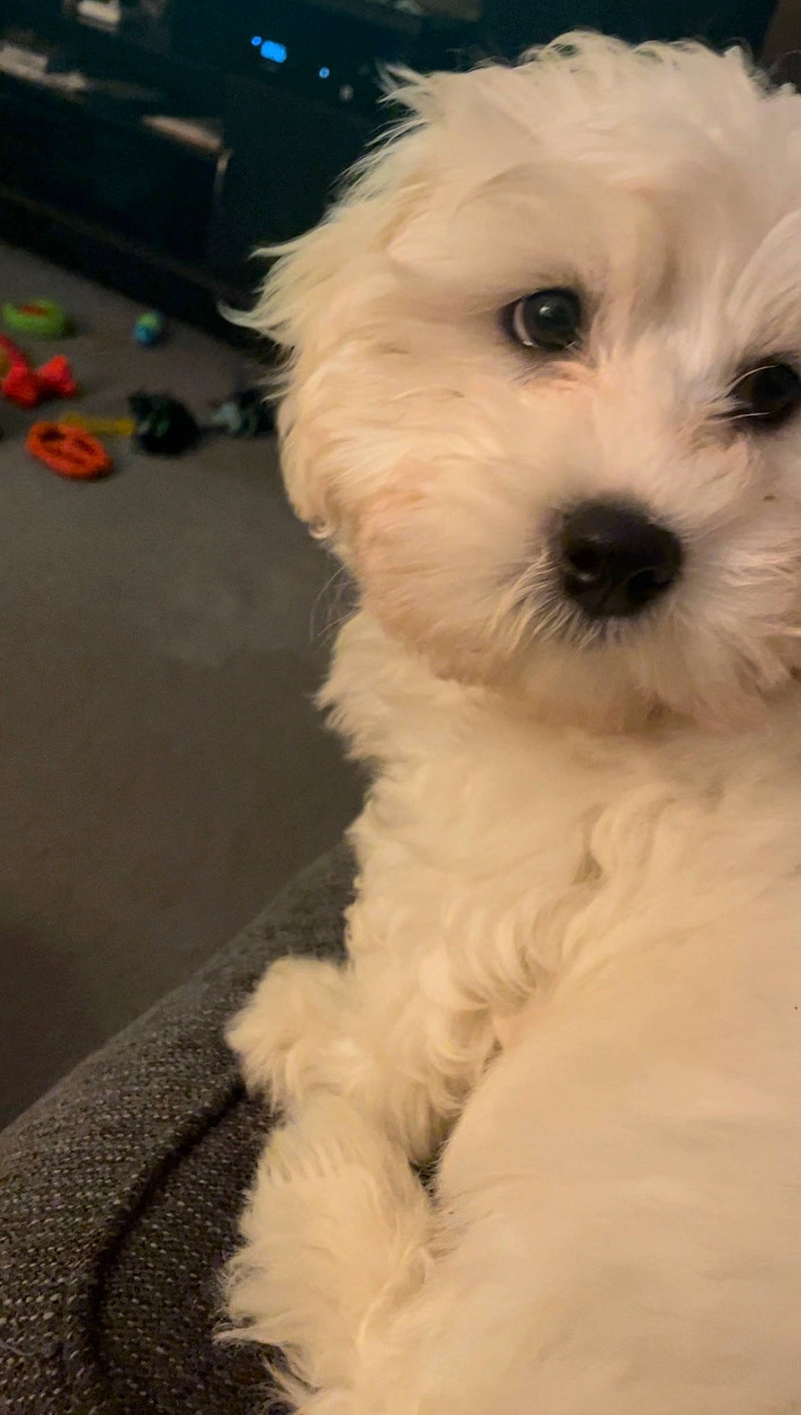 Colby is registered to the contest to win money with this photo: canidae, carnivore, companion_dog, dog, dog_breed, maltepoo, non_sporting_group, poodle, small_terrier, snout, sporting_group, terrier, toy_dog, water_dog, working_animal